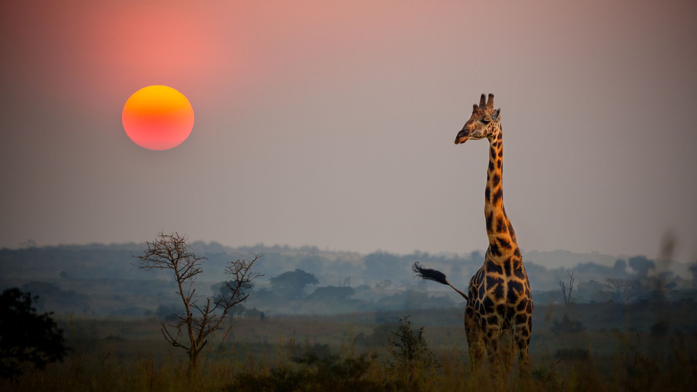 Giraffe in silhouette against a rising sun in the tranquil savannah. A scene from a self drive namibia trip with Bush and Desert Car hire.