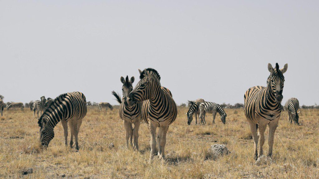 Herd of zebras grazing in Etosha Natioanl Park, captured on a BND Car Hire wildlife safari.