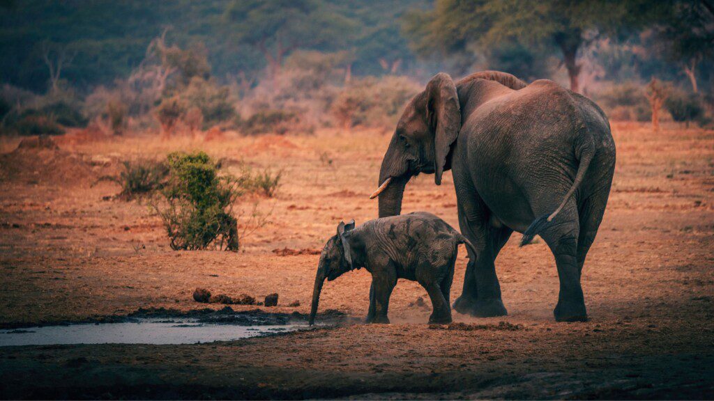 A mother elephant and her calf quenching their thirst at a waterhole on a big 5 safari in the African wilderness.
