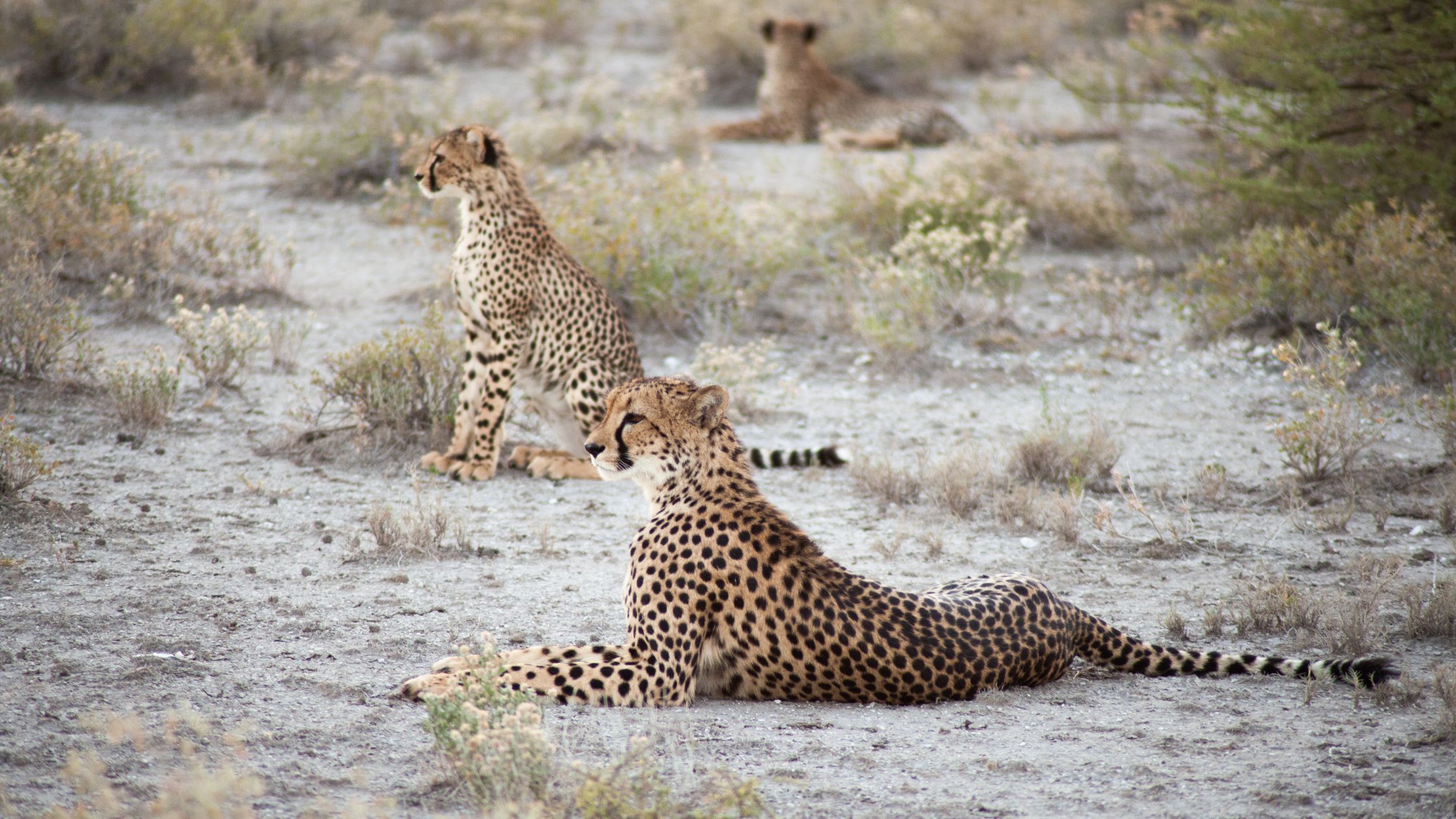 Two cheetahs lounging in the wild, spotted during a safari adventure with BND Car Hire in Namibia.
