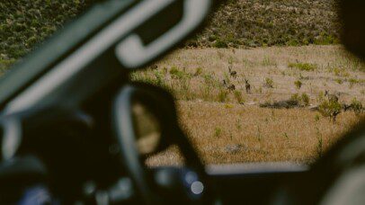 View from a BND Car Hire 4x4 showing a glimpse of Namibia's wildlife in their natural savannah habitat.