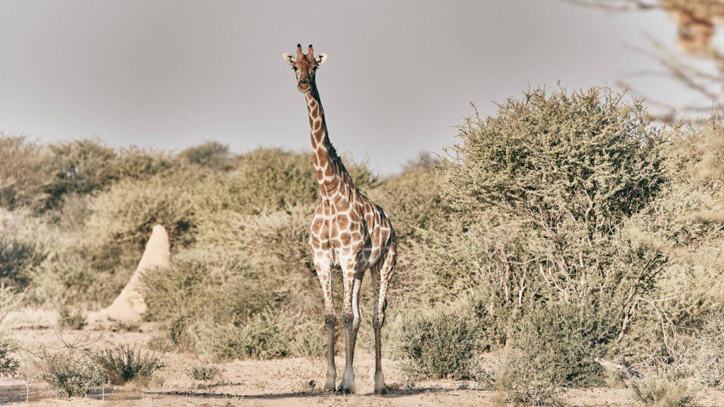 Discover Namibia's wildlife on your self-drive tour with a car rental in Namibia, featuring a serene giraffe amidst the sparse bushland with a termite mound in the backdrop and the expansive African sky overhead.