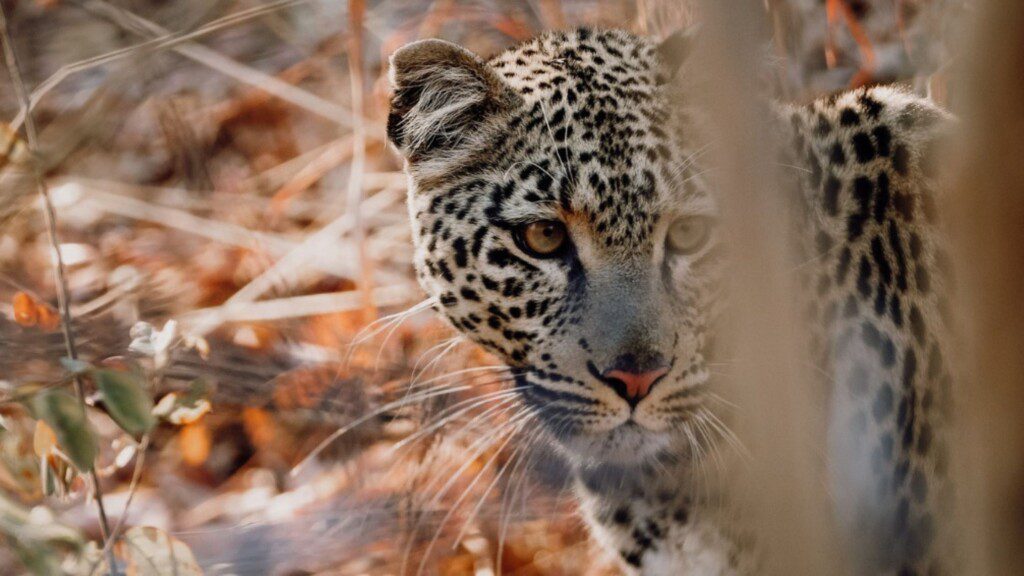 Close-up image of a leopard during a safari, showcasing its detailed spotted fur and intense gaze