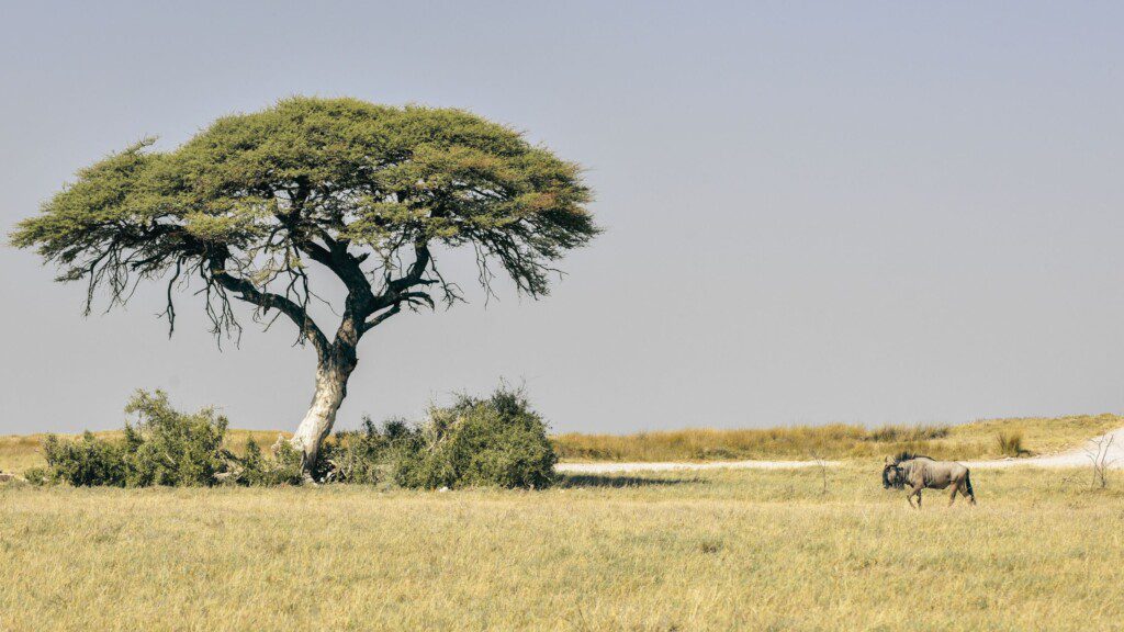 A lone wildebeest wanders under a sprawling acacia tree in the grasslands of Etosha National Park, Namibia.