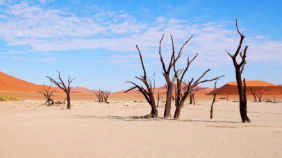 Dead trees against the backdrop of red sand dunes in Sossusvlei, Namibia, perfect for photography enthusiasts exploring Namibia with a 4x4 rental.