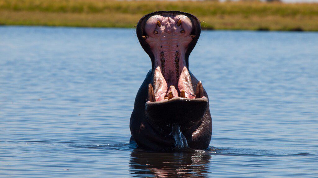 Hippopotamus yawning widely in a river in Botswana, showcasing large teeth and pink throat, perfect for wildlife enthusiasts on a safari.