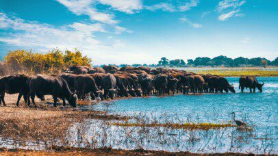 Herd of buffaloes drinking water at a scenic waterhole in Botswana, perfect for 4x4 hire Botswana and safari adventures.