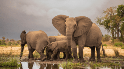 Elephant family drinking water in Kruger National Park, showcasing the wildlife you can encounter with a 4x4 hire in South Africa.
