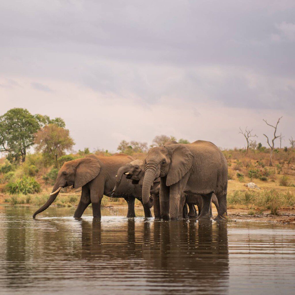 Herd of elephants grazing at Addo Elephant National Park, South Africa