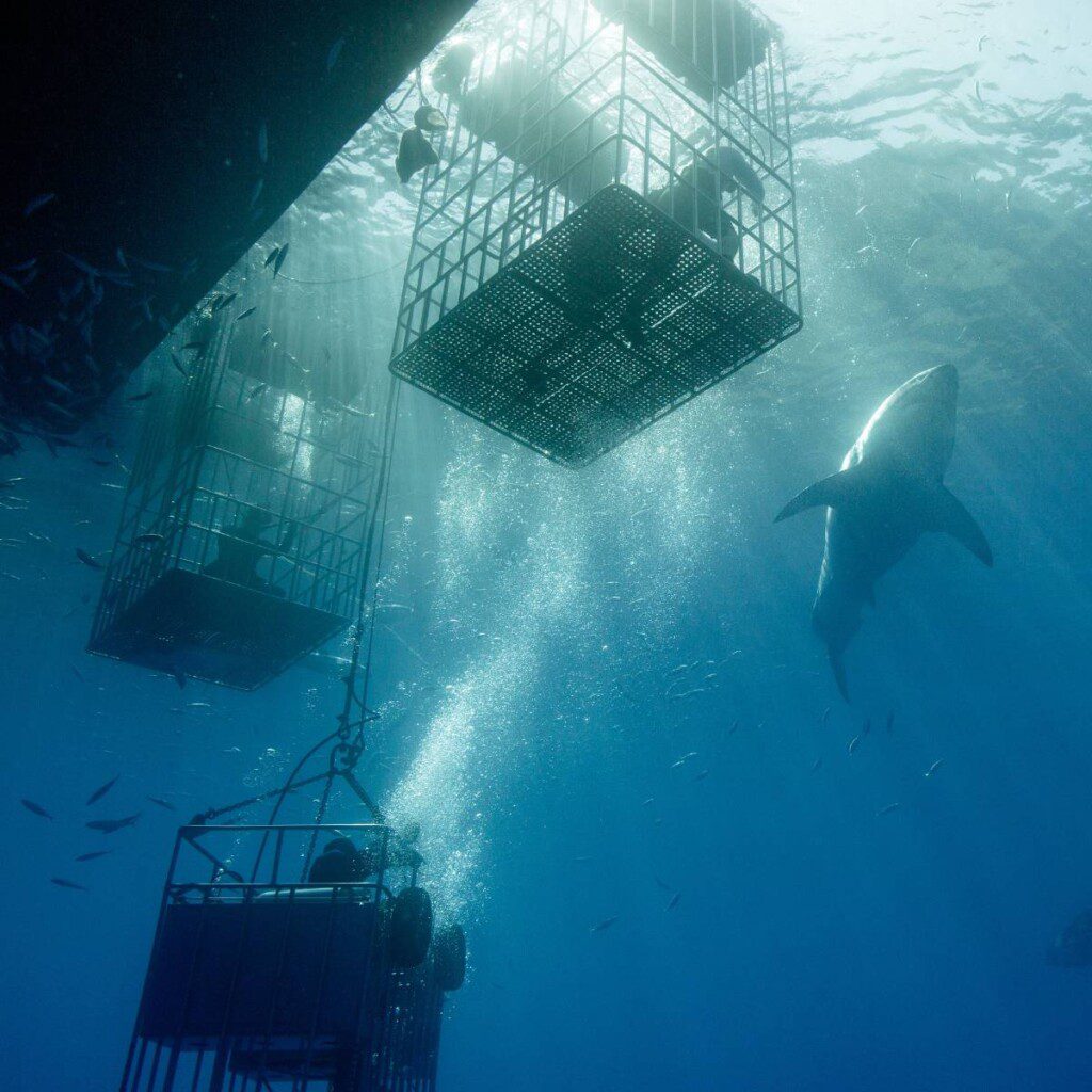 Shark cage diving in Gansbaai, South Africa, offering a thrilling underwater adventure with great white sharks.