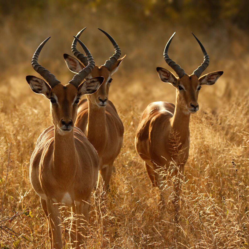 mpalas standing in the golden grass of Kruger National Park, South Africa