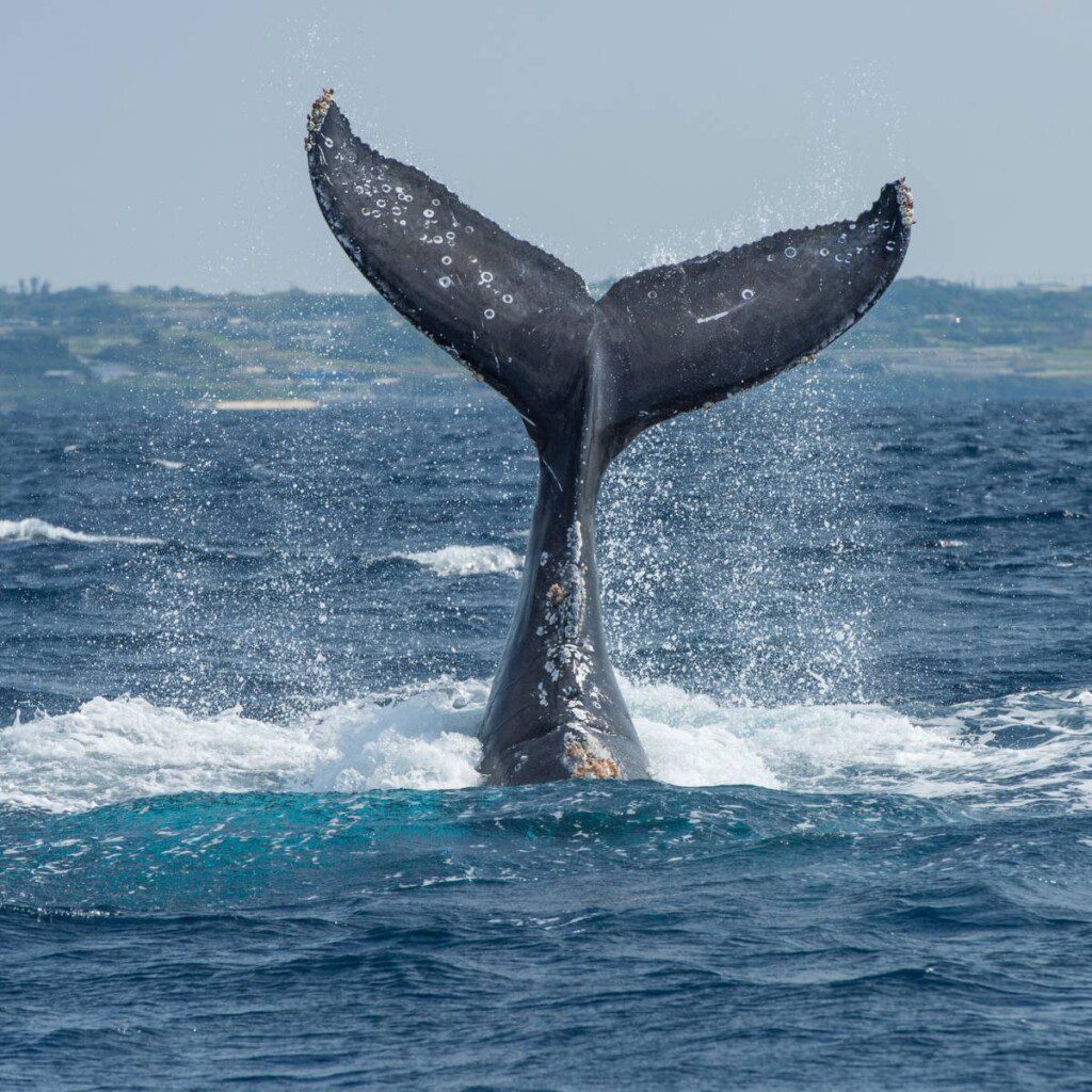 A Southern Right Whale's tail splashing in the waters off the coast of Hermanus, South Africa, a prime spot for whale watching.