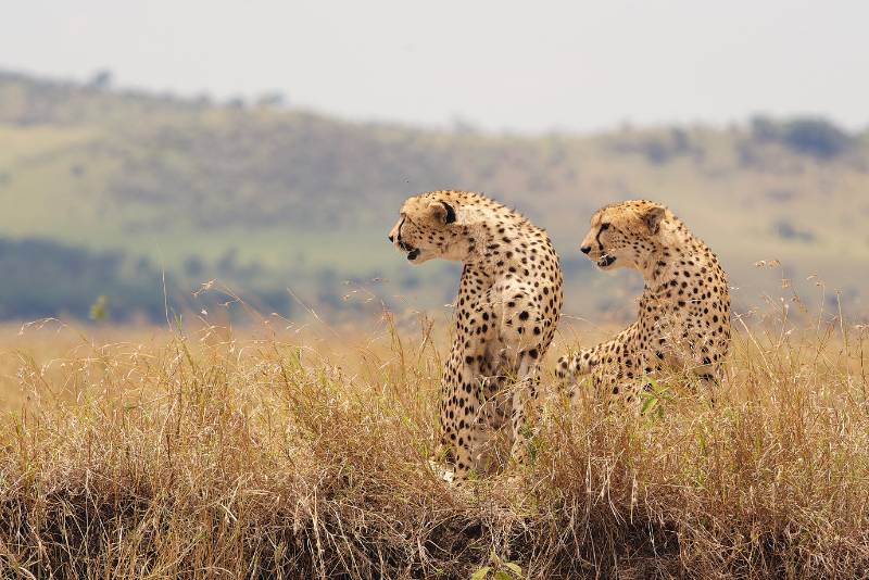 Two cheetahs sitting in the grass on a South African safari.