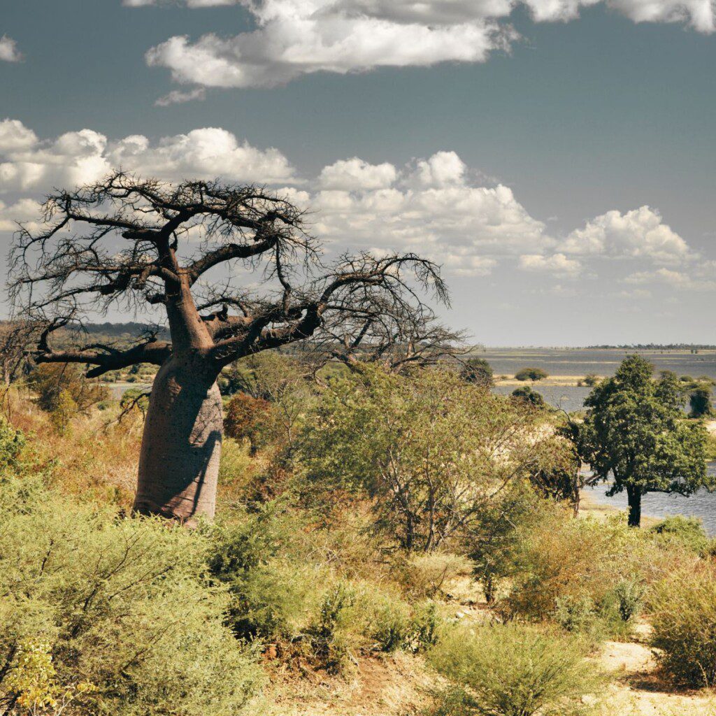 A scenic view of Chobe National Park's lush floodplains, home to diverse wildlife, ideal for 4x4 car hire in Botswana adventures.