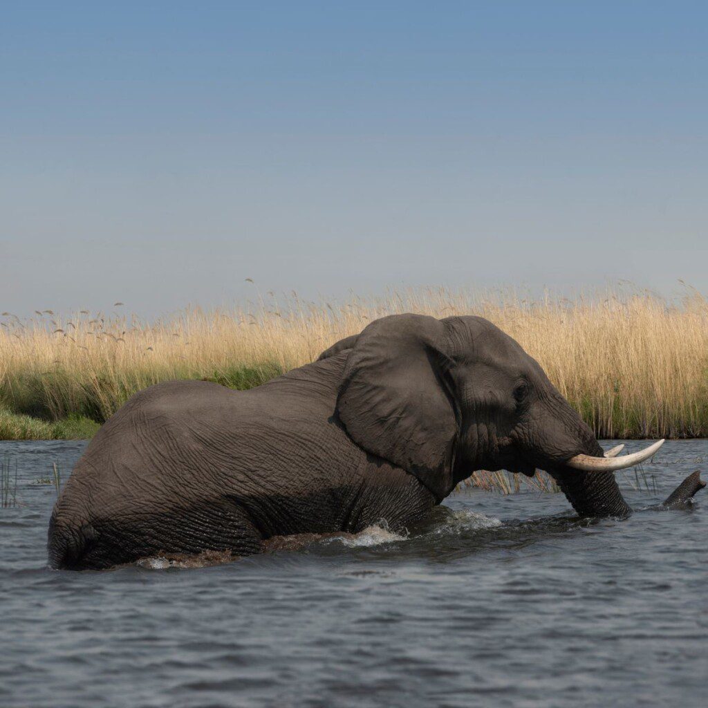 An elephant bathing in the pristine waters of the Okavango Delta, a prime spot for 4x4 car hire in Botswana.