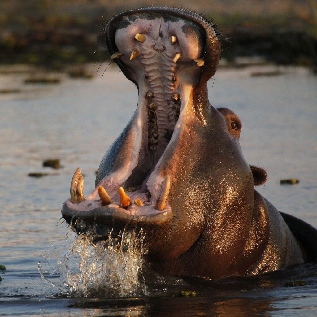 A hippo opening its mouth in Moremi Game Reserve, an excellent location for overland 4x4 car hire in Botswana.