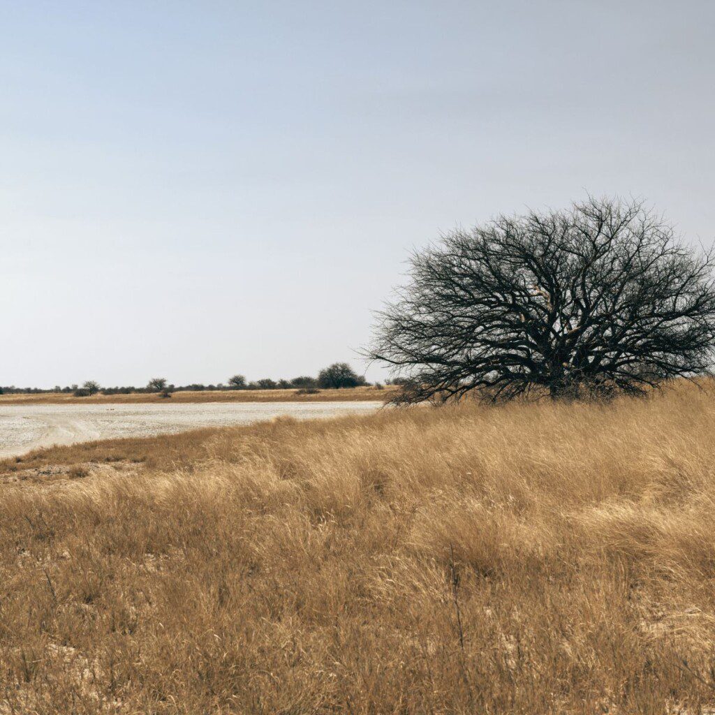 Open grasslands and a Baobab tree in Nxai Pan National Park, a peaceful retreat for 4x4 car hire in Botswana.