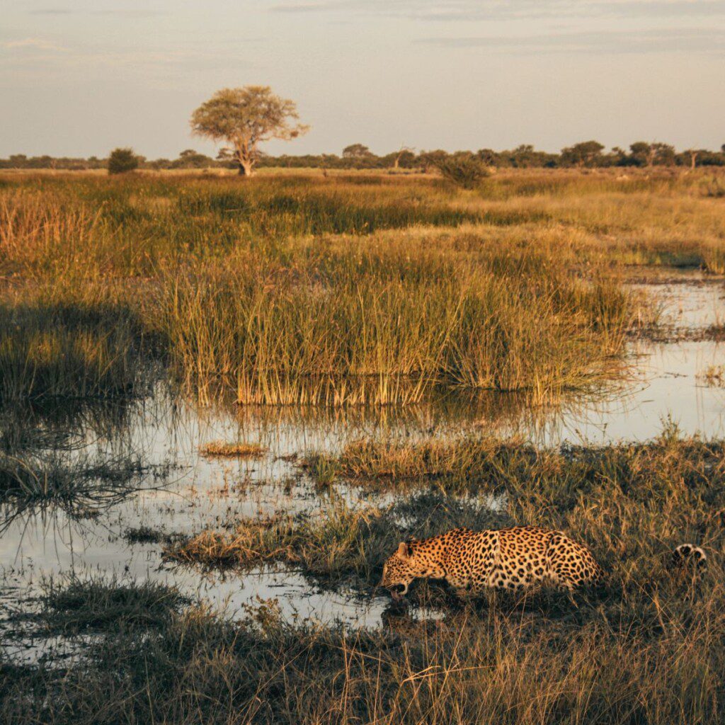 A leopard resting near the water in Savuti Marsh, a famous predator haven for Botswana safaris.