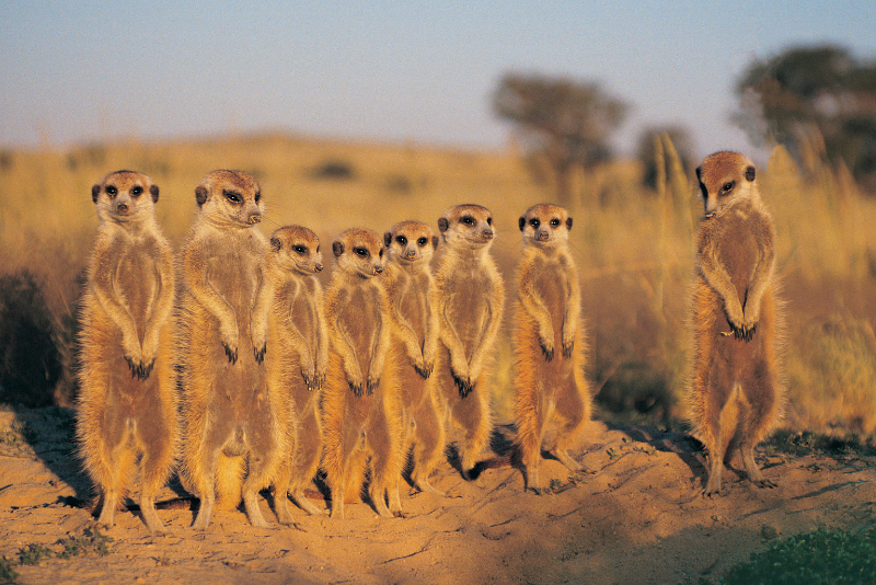 A group of meerkats standing in the Kalahari.