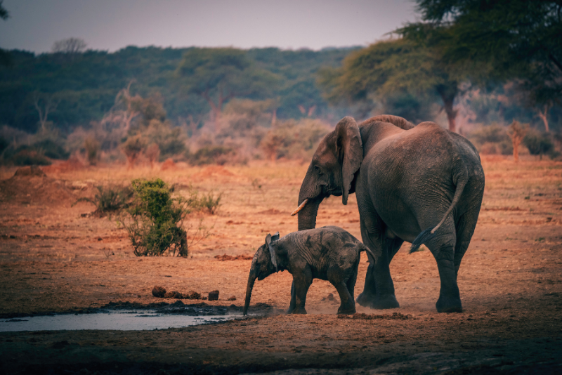 A mother elephant and her calf drinking from a watering hole in Botswana, a prime safari destination for 4x4 car hire adventures.