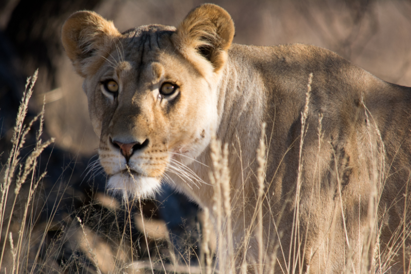 A lioness standing in tall grass in Botswana, a must-see for travelers using 4x4 car hire in Botswana.