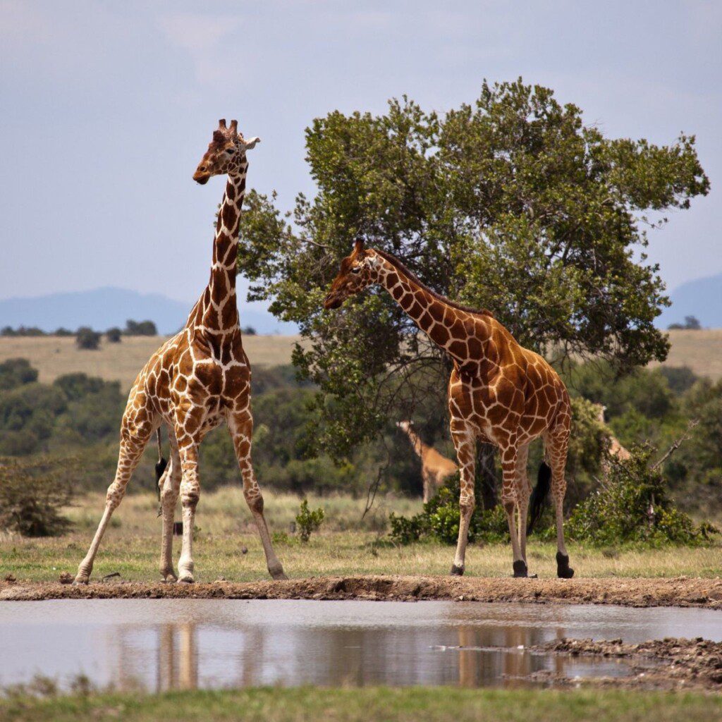 Giraffes spotted during a guided game drive in Botswana, accessible with 4x4 car hire in Botswana.