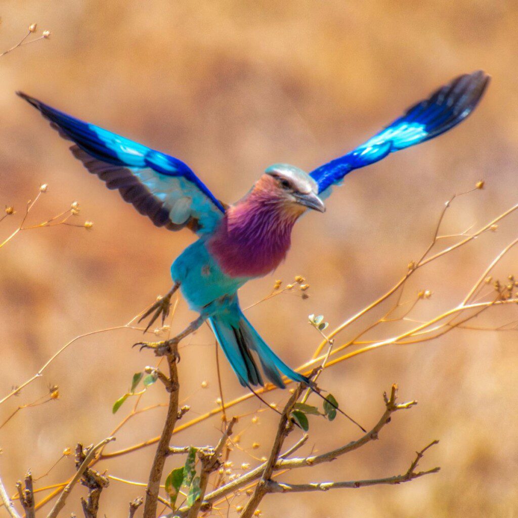 A lilac-breasted roller perched in Botswana, a paradise for birdwatching enthusiasts.